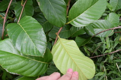 Pinzona coriacea