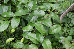 Pinzona coriacea