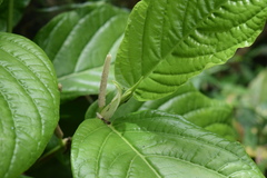Piper glabrescens