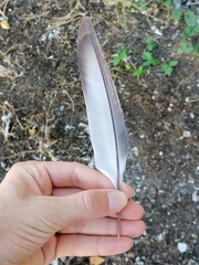 Columba livia domestica