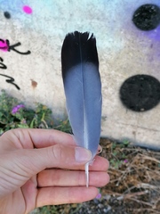 Columba livia domestica