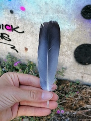 Columba livia domestica