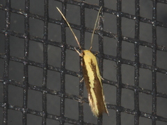 Opogona stenocraspeda