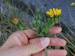 Helminthotheca echioides