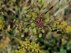 Graphosoma italicum italicum