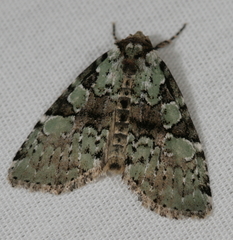 Leuconycta lepidula