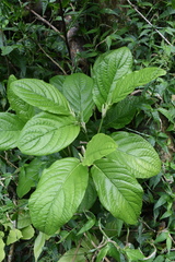 Piper glabrescens