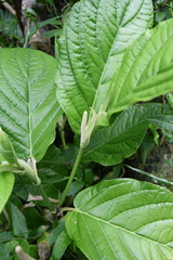 Piper glabrescens