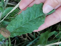 Helminthotheca echioides