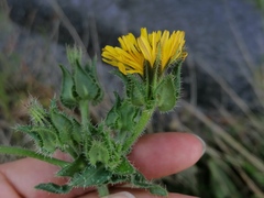 Helminthotheca echioides