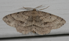 Melanolophia signataria
