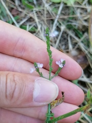 Verbena officinalis