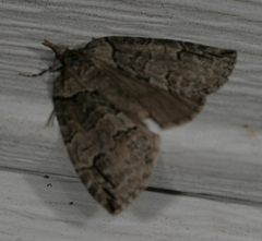Hydriomena transfigurata