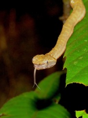 Craspedocephalus borneensis