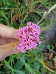 Centranthus ruber