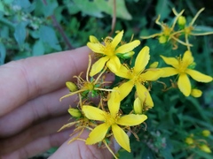 Hypericum perforatum