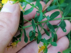 Hypericum perforatum
