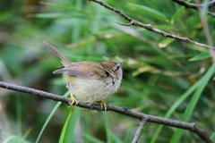 Horornis acanthizoides