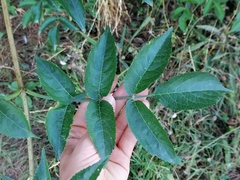 Sambucus nigra
