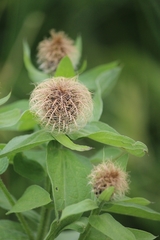Centaurea phrygia abnormis