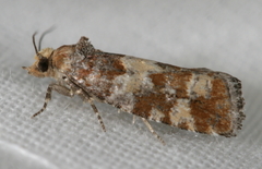 Eucopina
