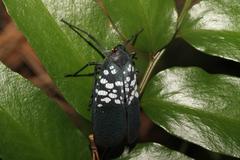 Lycorma olivacea