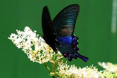 Papilio bianor thrasymedes