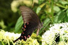 Papilio bianor thrasymedes