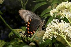 Papilio bianor thrasymedes