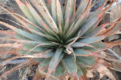 Aloe pretoriensis