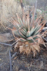 Aloe pretoriensis