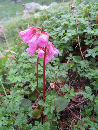 Image of Fringebell (Schizocodon soldanelloides) by (c) Marco Mussita, some rights reserved (CC BY)
