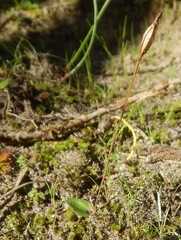 Eriochilus cucullatus