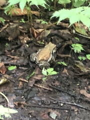 Bufo formosus