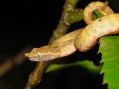 Craspedocephalus borneensis