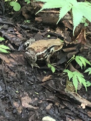 Bufo formosus