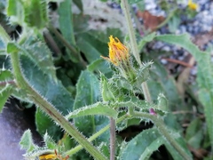 Helminthotheca echioides