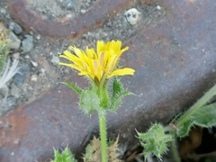 Helminthotheca echioides