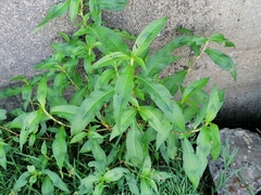 Persicaria maculosa