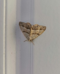 Perizoma parallelolineatum