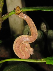 Craspedocephalus borneensis