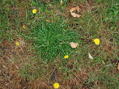 Scorzoneroides autumnalis