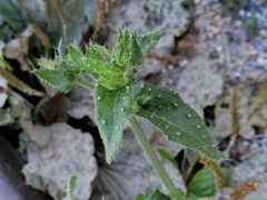 Helminthotheca echioides