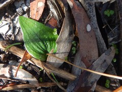 Eriochilus cucullatus