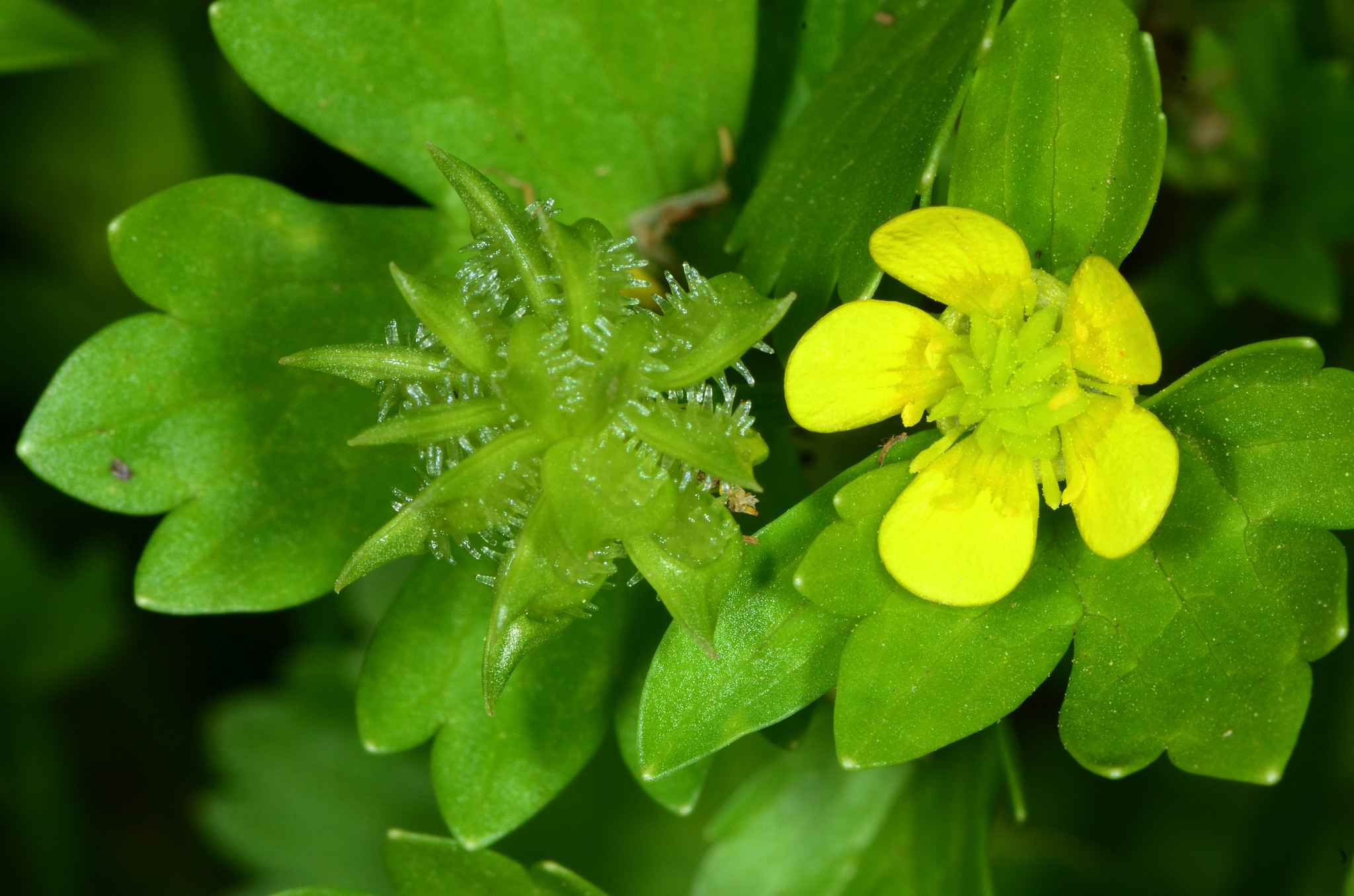 Ranunculus muricatus