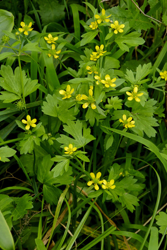 Rough-fruited buttercup