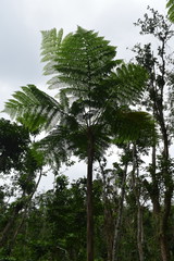 Cyathea arborea