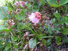 Schizocodon soldanelloides