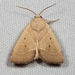 American Dun-bar Moth - Photo (c) Ken-ichi Ueda, some rights reserved (CC BY)