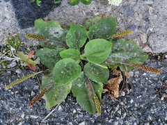 Plantago major